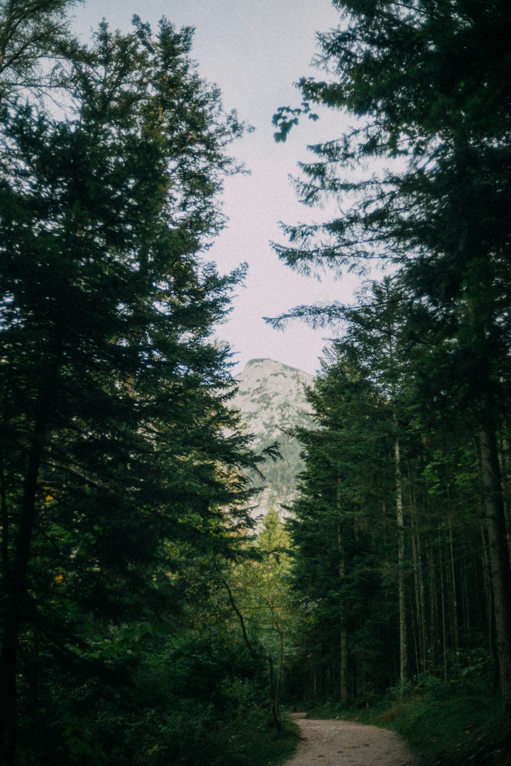 a dirt road in the middle of a forest