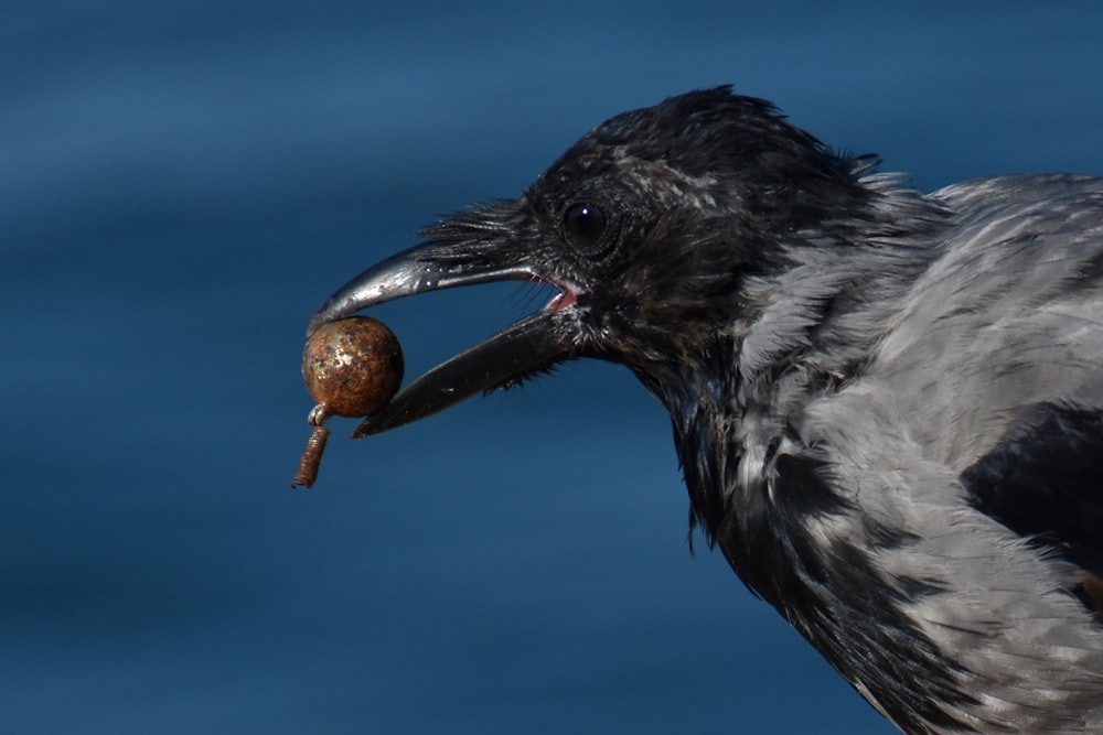 black and white bird on brown wooden stick