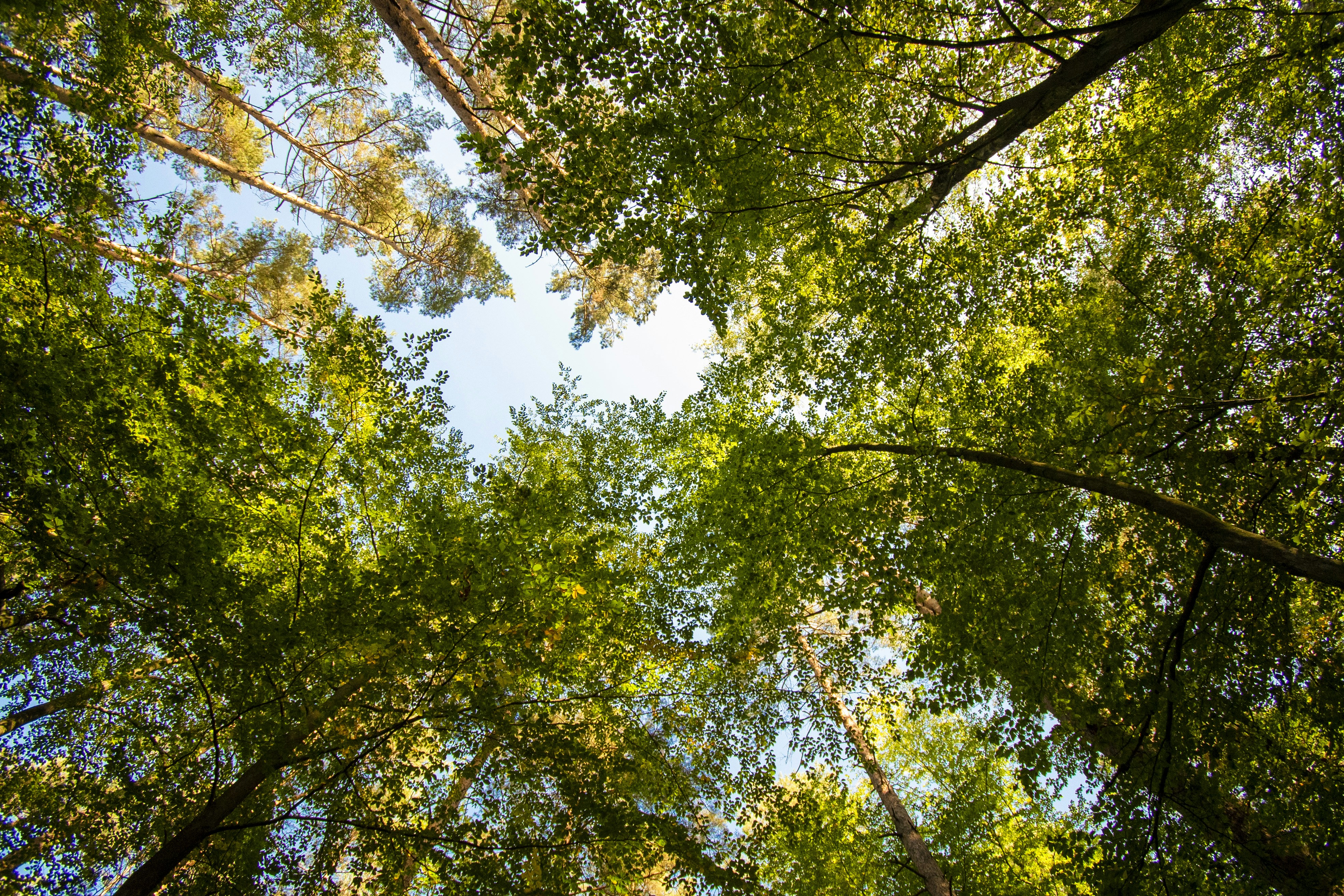 green leaf tree during daytime