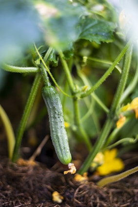 A fresh green cucumber is hanging from a plant amidst its leaves and stems. The cucumber is elongated and has a bumpy texture. Surrounding it are green leaves and yellow flowers, indicating that the plant is healthy and flourishing. The ground appears to be covered with dark, fibrous soil.
