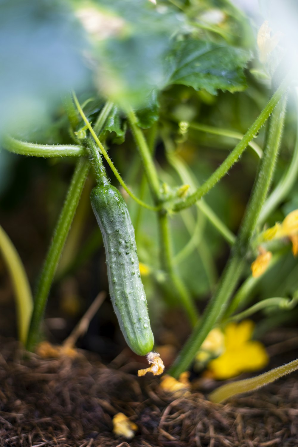 chile verde en suelo marrón