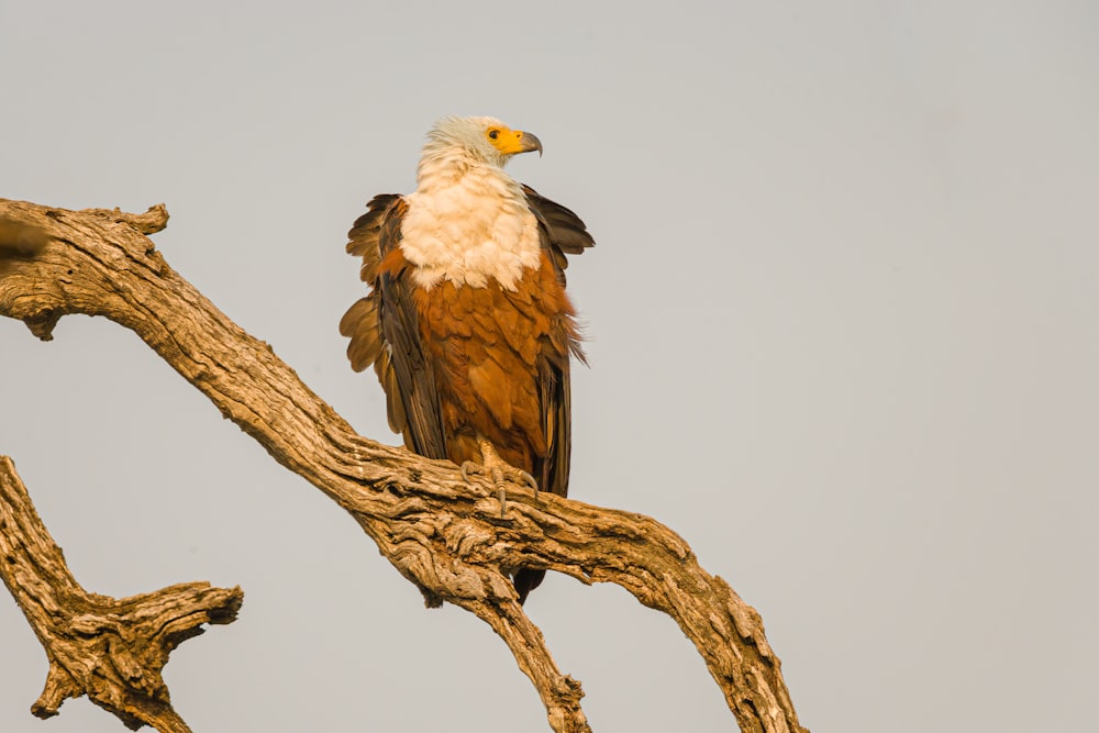 white and brown eagle on brown tree branch