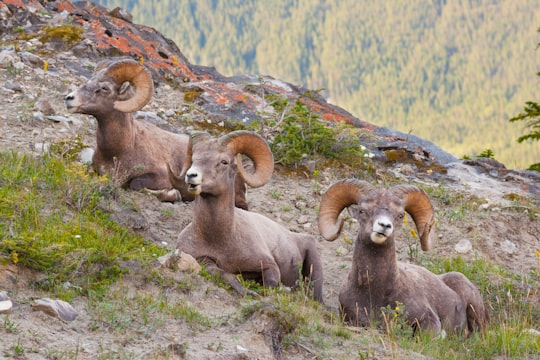 two brown sheep on green grass during daytime in Jasper National Park Canada