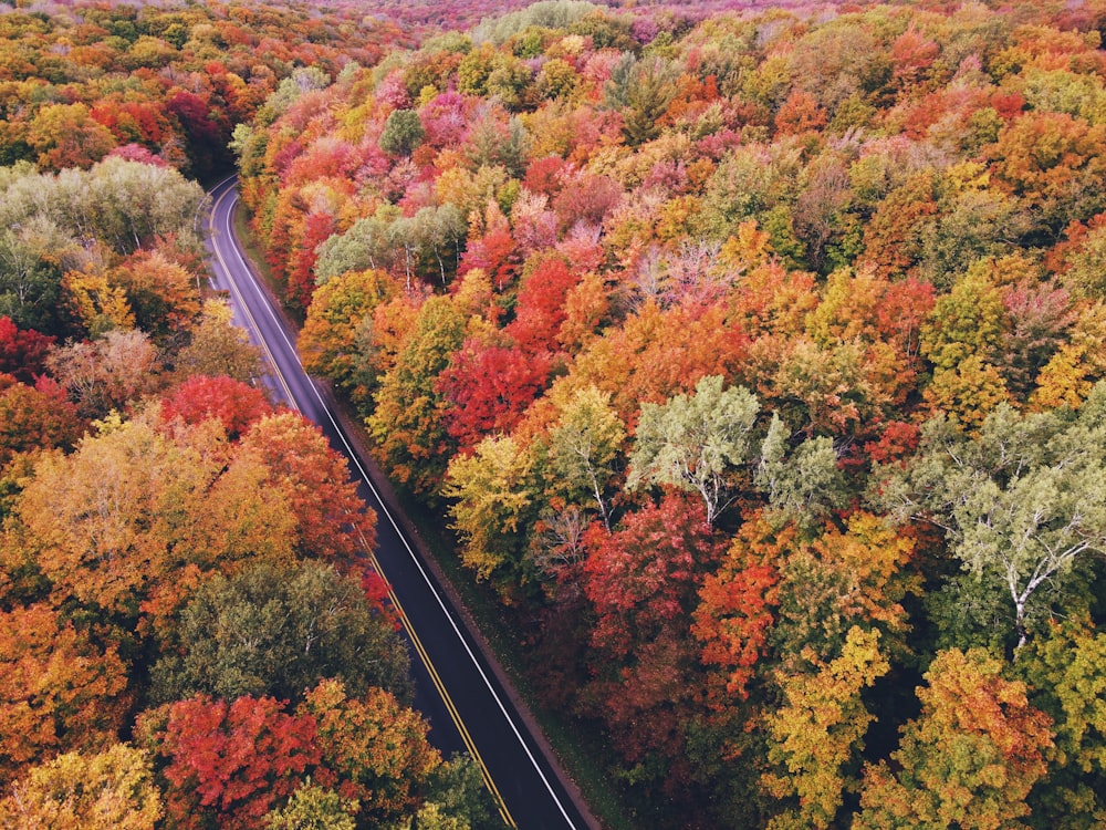 black metal train rail surrounded by trees