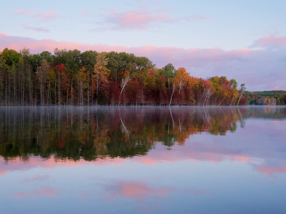 green and brown trees beside body of water during daytime