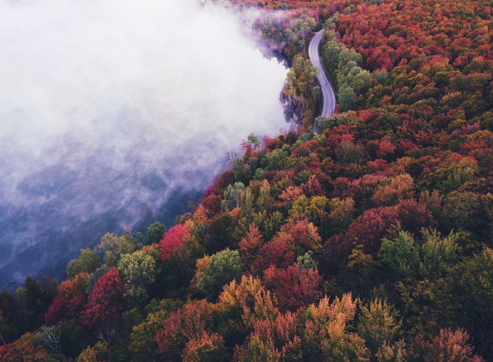 green and brown trees on mountain during daytime