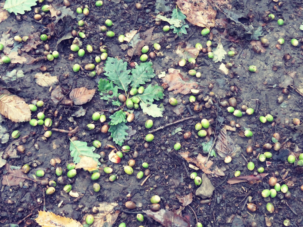 folhas verdes em solo marrom