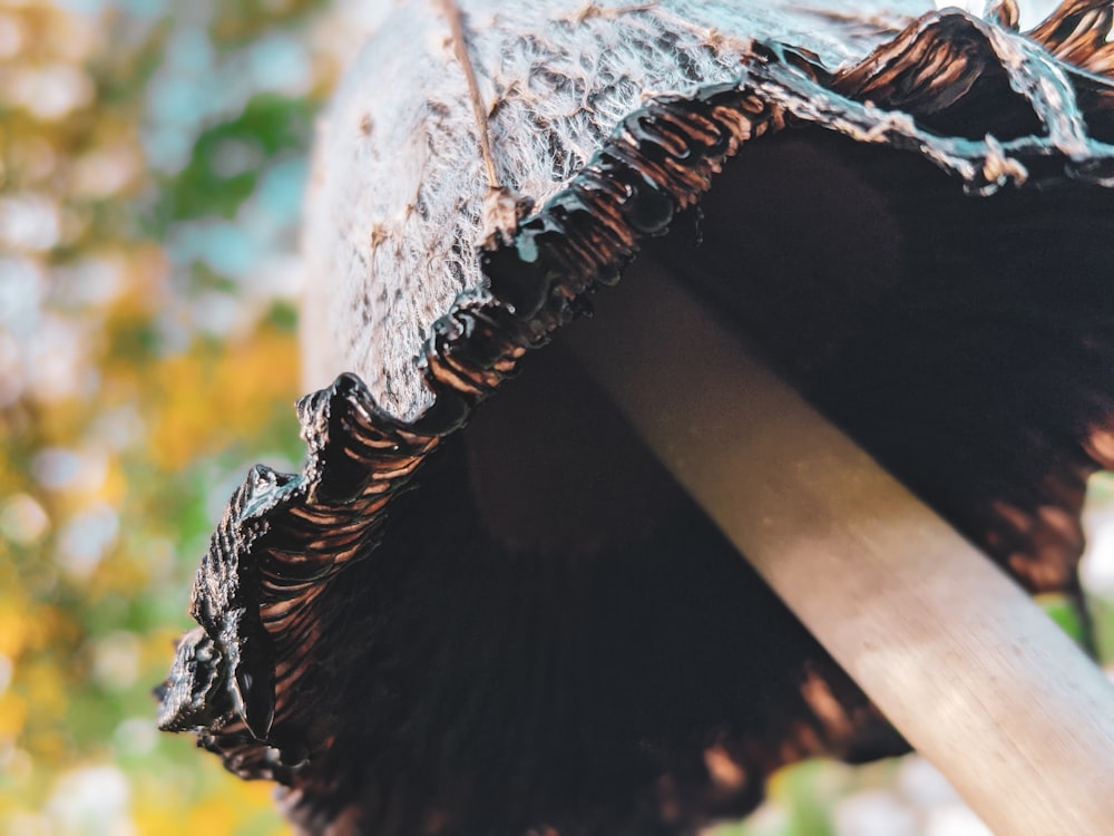 brown and white wooden tree trunk