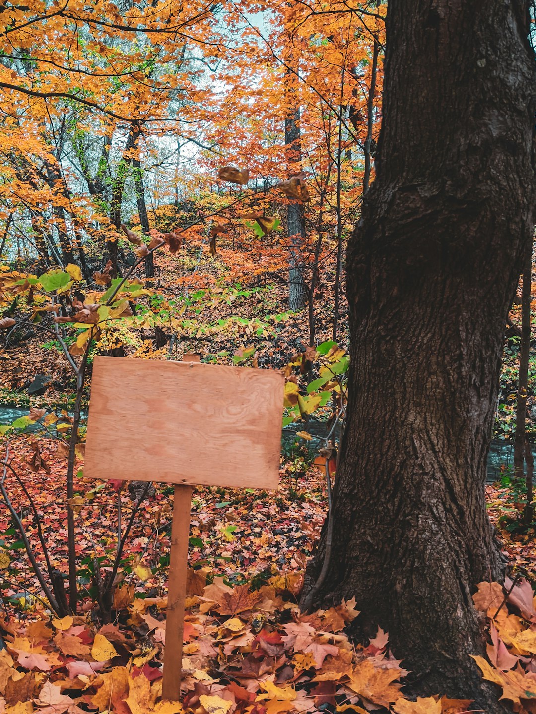 brown wooden signage on brown tree