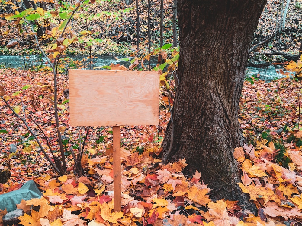 sinalização de madeira marrom em folhas marrons