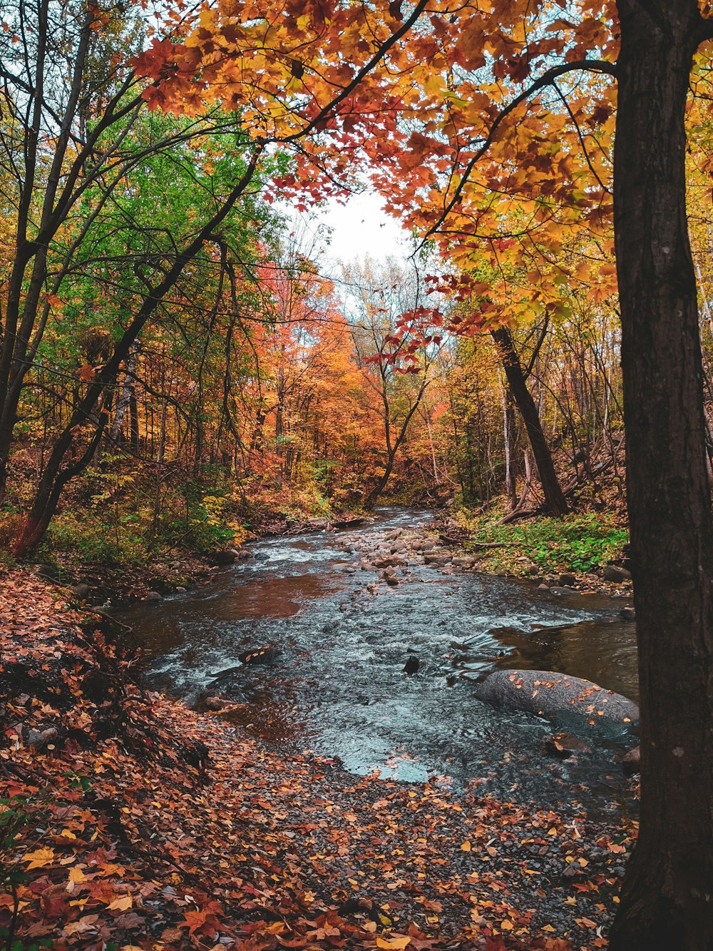 brown and yellow trees beside river during daytime