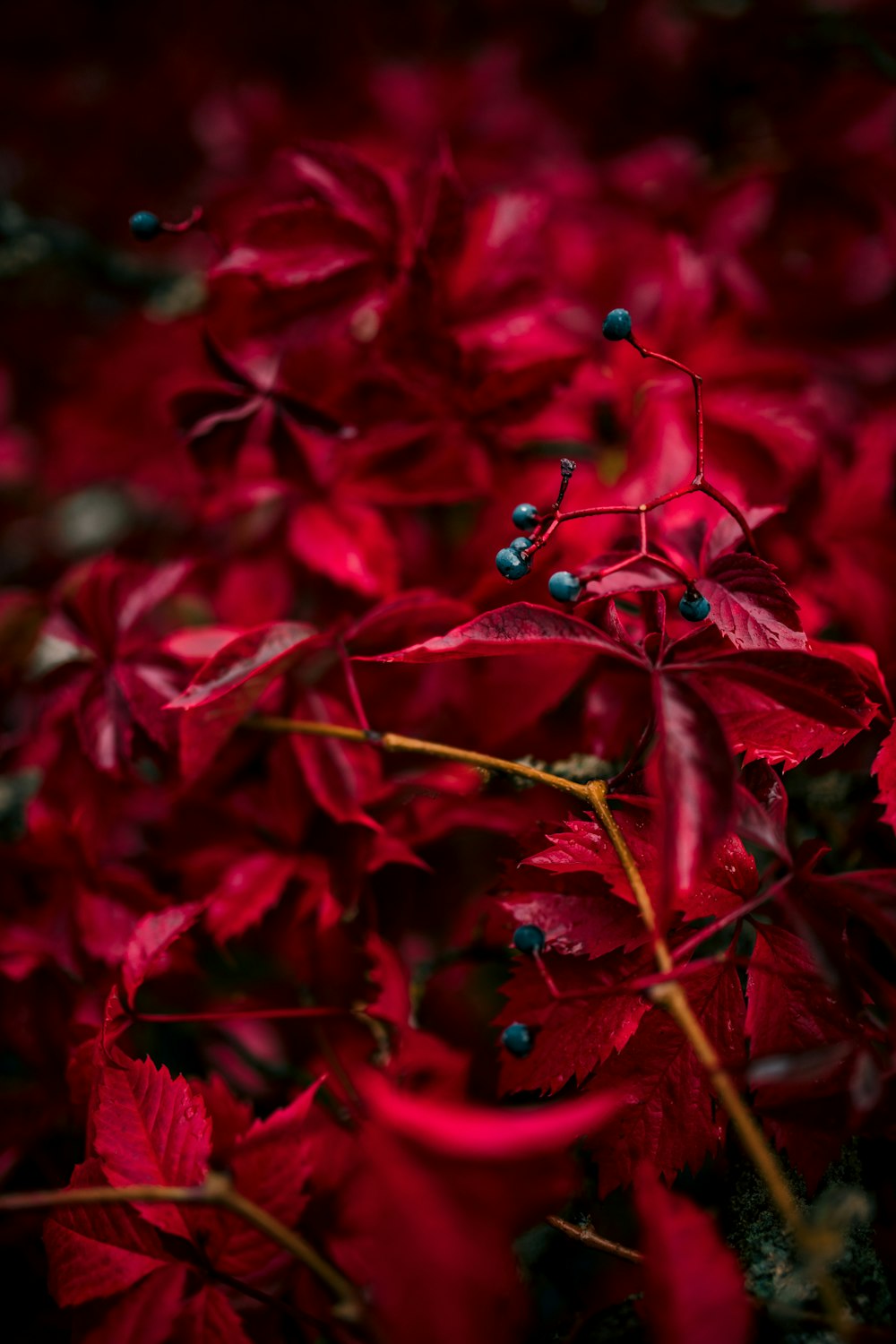 red and green leaves in close up photography