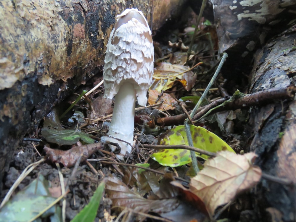 white and brown mushroom on brown dried leaves