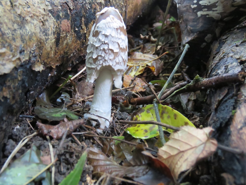 weißer und brauner Pilz auf braunen getrockneten Blättern