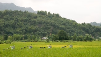 A lush green landscape with a line of bicycles parked in the middle of a vibrant rice field. Dense trees and hills form a backdrop, with a small house nestled among the trees.