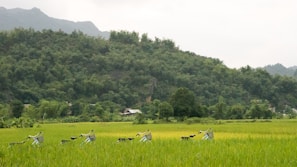 A lush green landscape with a line of bicycles parked in the middle of a vibrant rice field. Dense trees and hills form a backdrop, with a small house nestled among the trees.