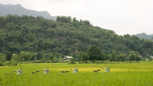 A lush green landscape with a line of bicycles parked in the middle of a vibrant rice field. Dense trees and hills form a backdrop, with a small house nestled among the trees.