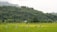 A lush green landscape with a line of bicycles parked in the middle of a vibrant rice field. Dense trees and hills form a backdrop, with a small house nestled among the trees.