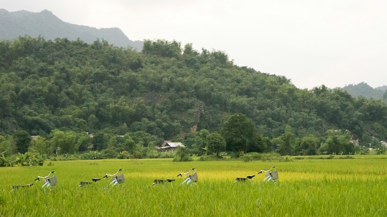A lush green landscape with a line of bicycles parked in the middle of a vibrant rice field. Dense trees and hills form a backdrop, with a small house nestled among the trees.
