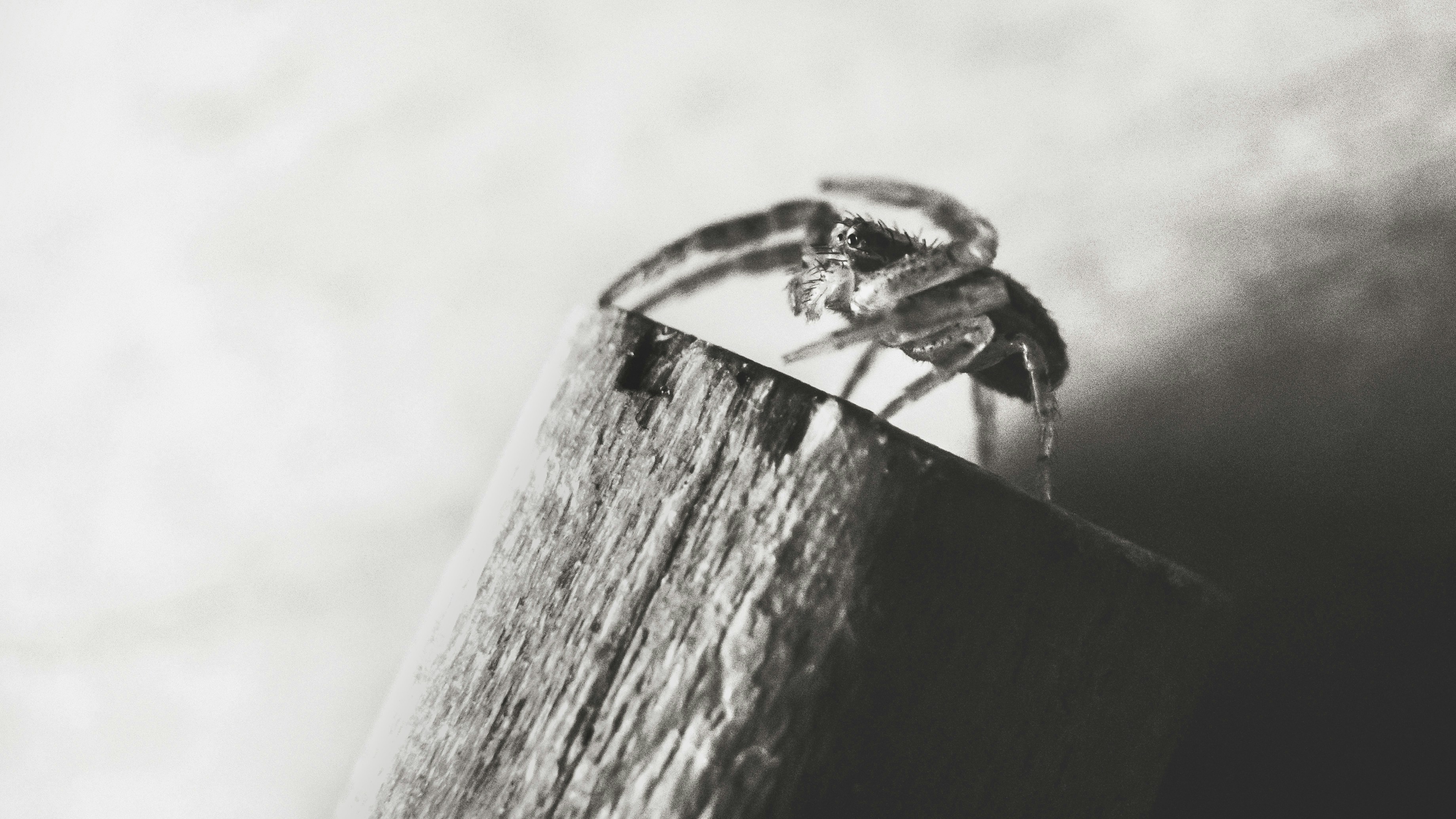 black and white spider on brown wooden plank