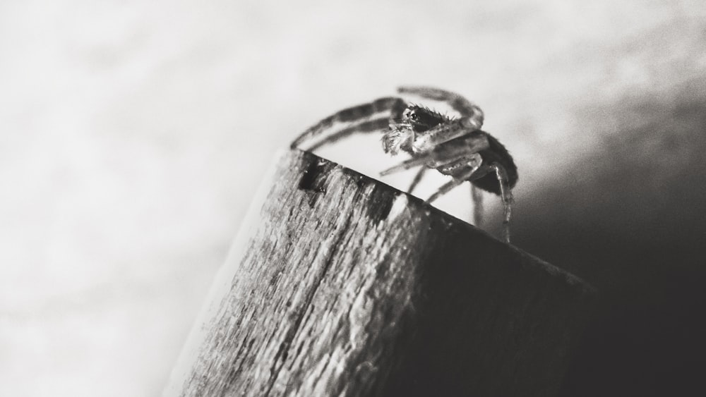 black and white spider on brown wooden plank