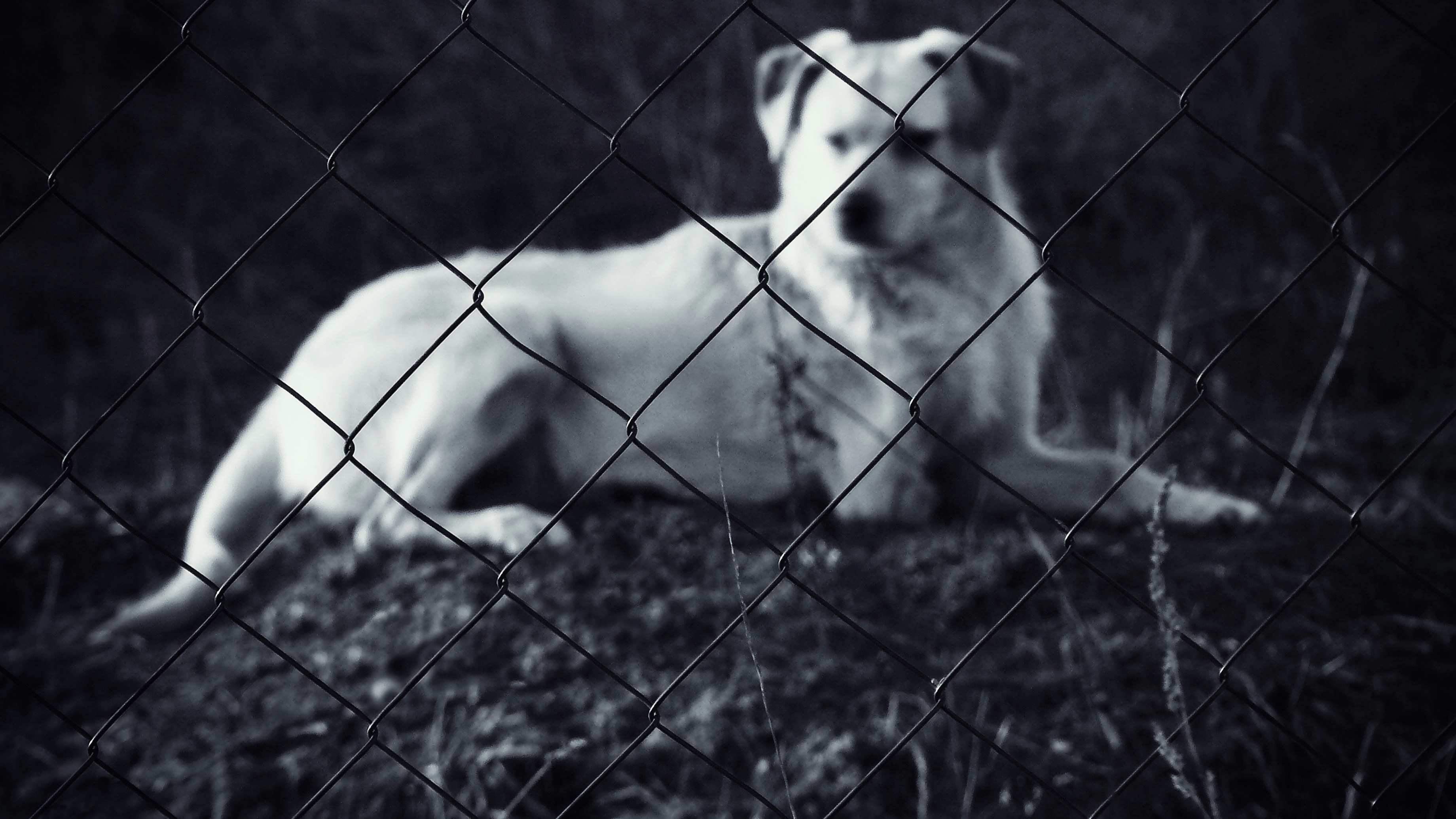grayscale photo of a dog on a cage