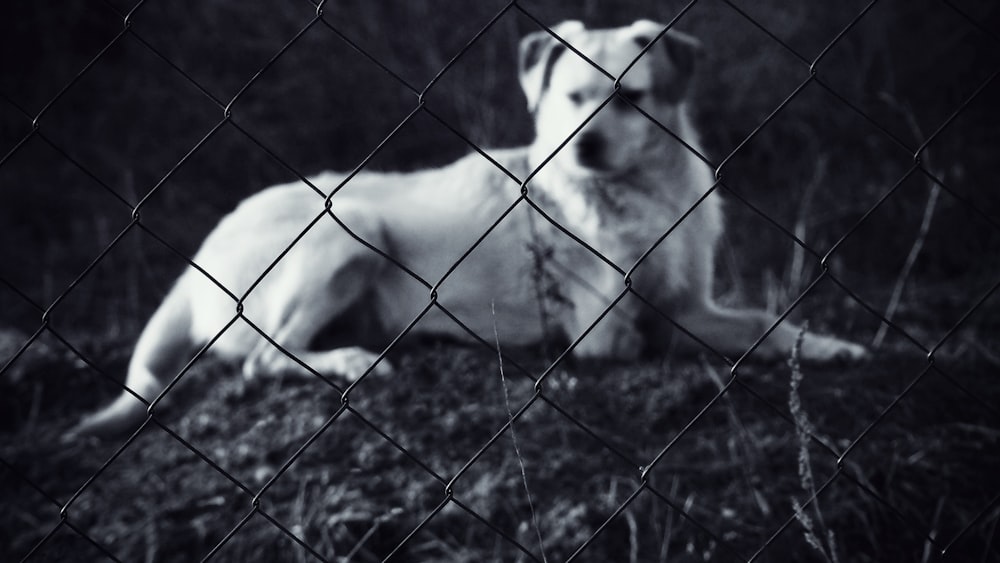 grayscale photo of a dog on a cage