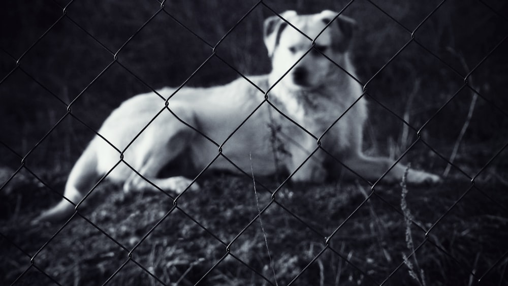 foto em tons de cinza de um cão em uma gaiola
