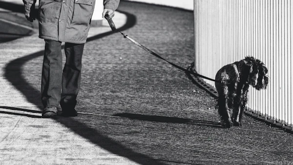Owner struggling with dog pulling hard on leash