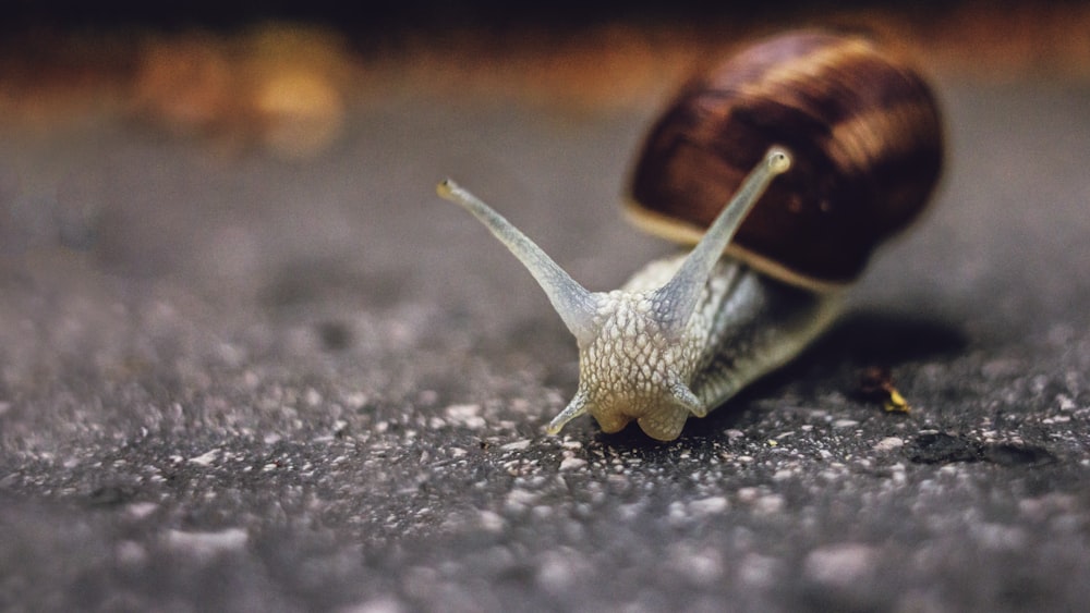 brown snail on gray concrete floor