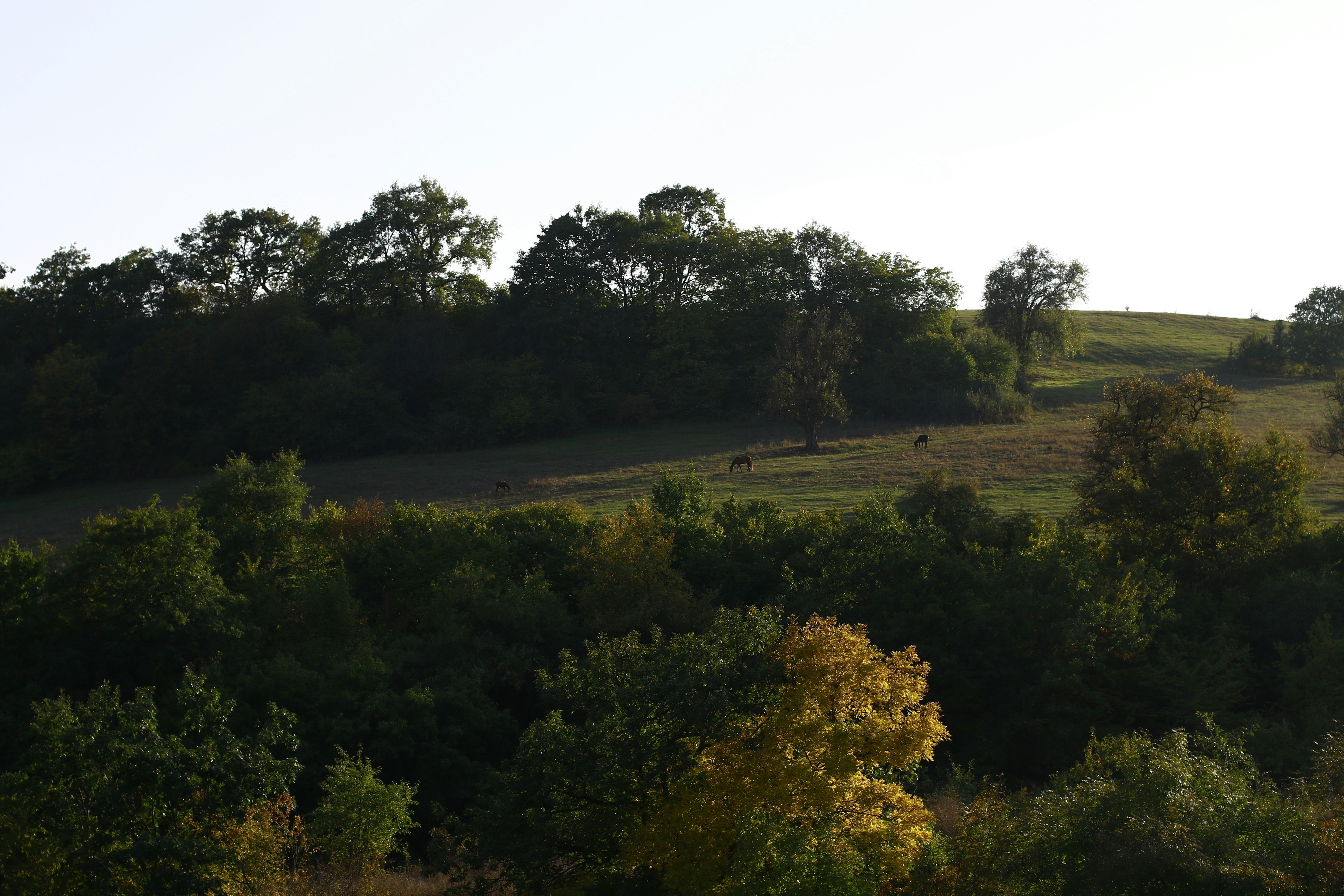 Briarcliffe Acres cityscape