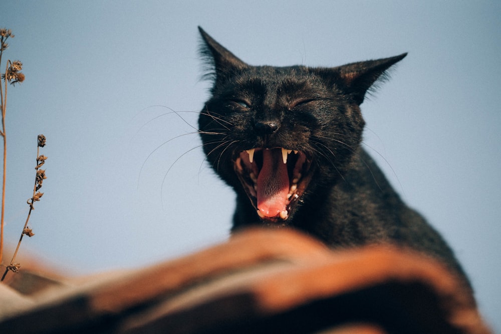 schwarze Katze auf braunem Textil