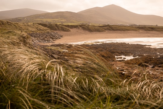 brown and green grass field near body of water during daytime in Dingle Peninsula Ireland