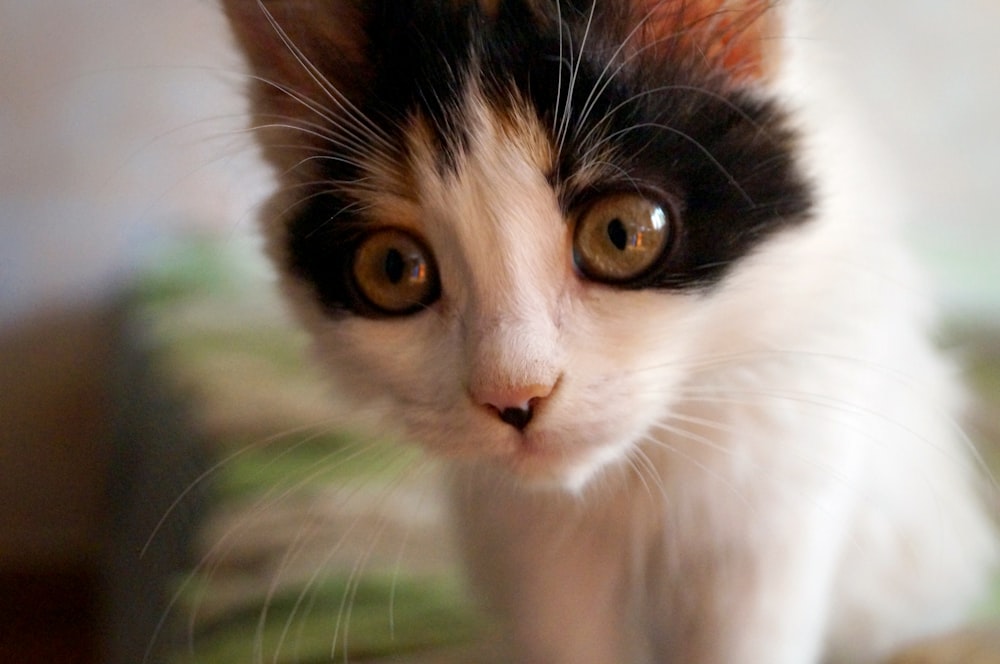 white black and brown cat