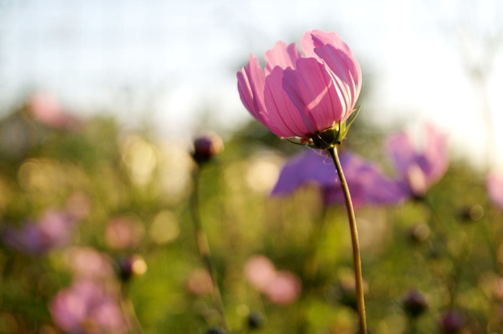 pink flower in tilt shift lens