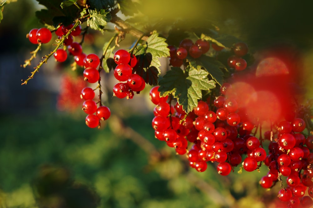 red round fruits on green tree