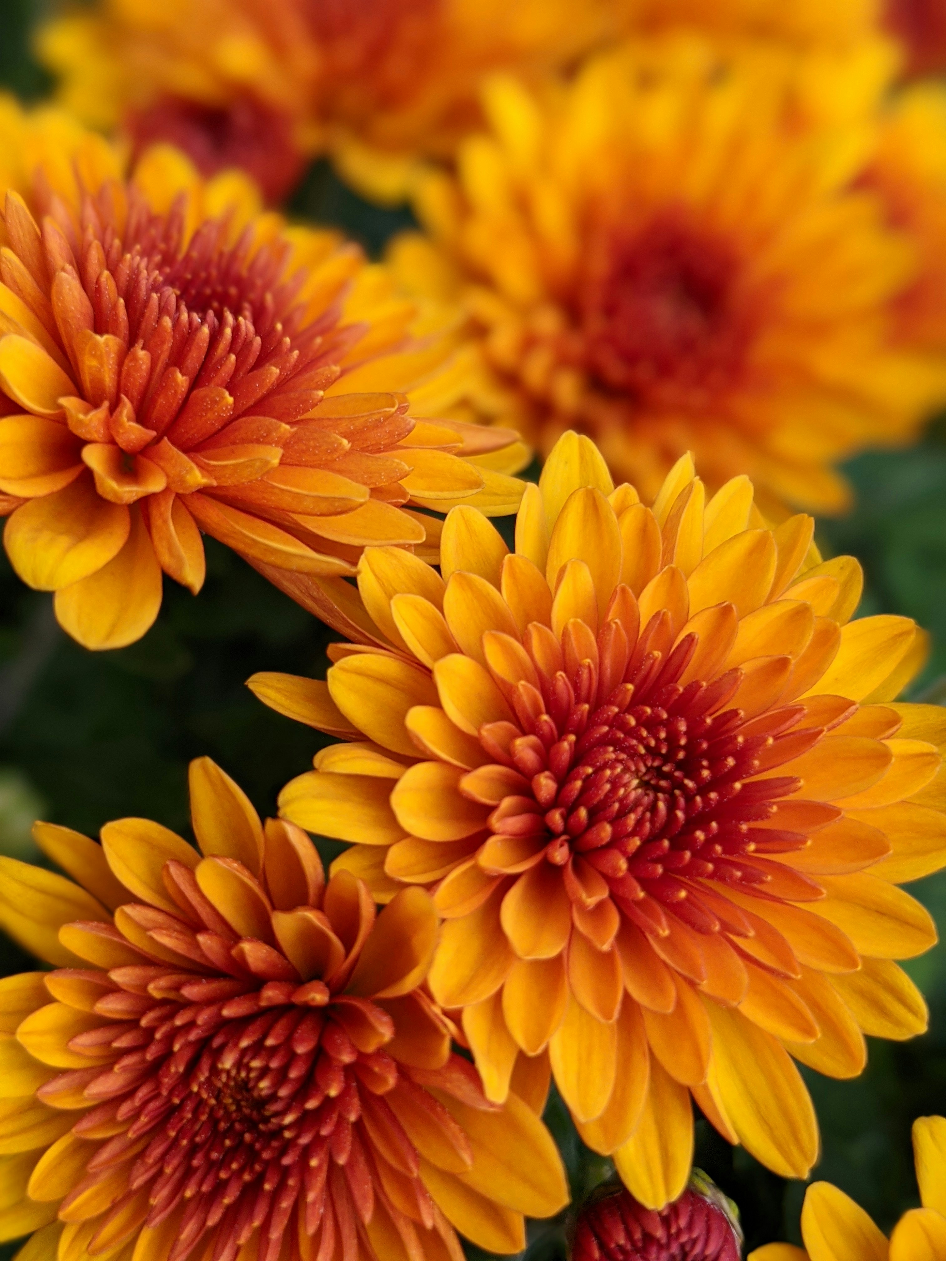 Photo by briancalifano