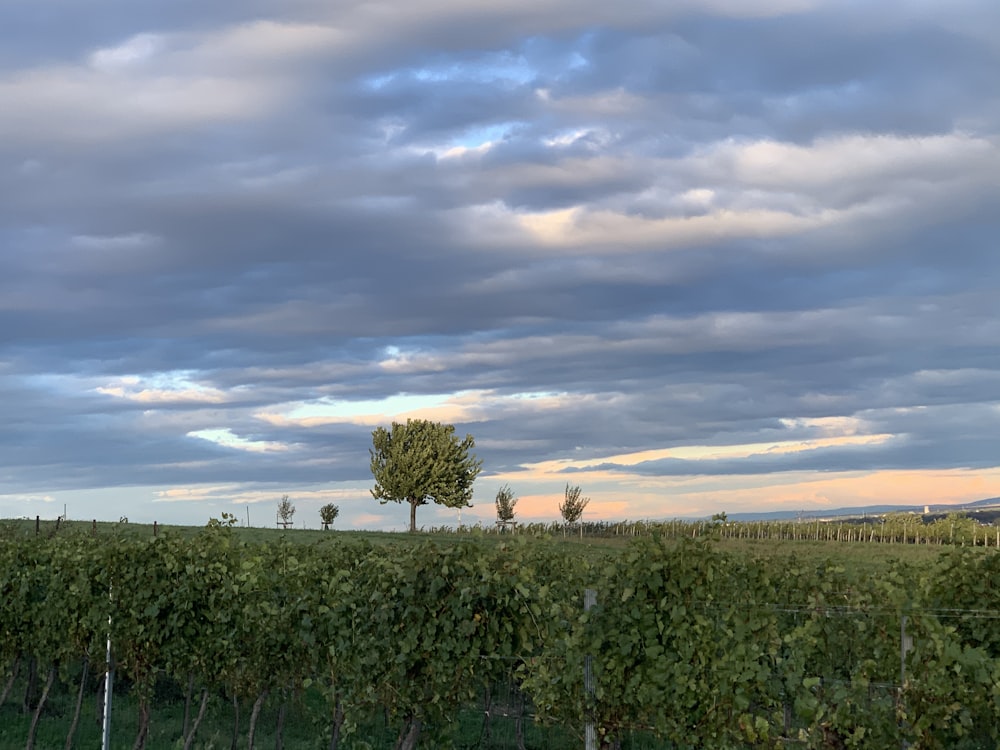 green trees under white clouds during daytime