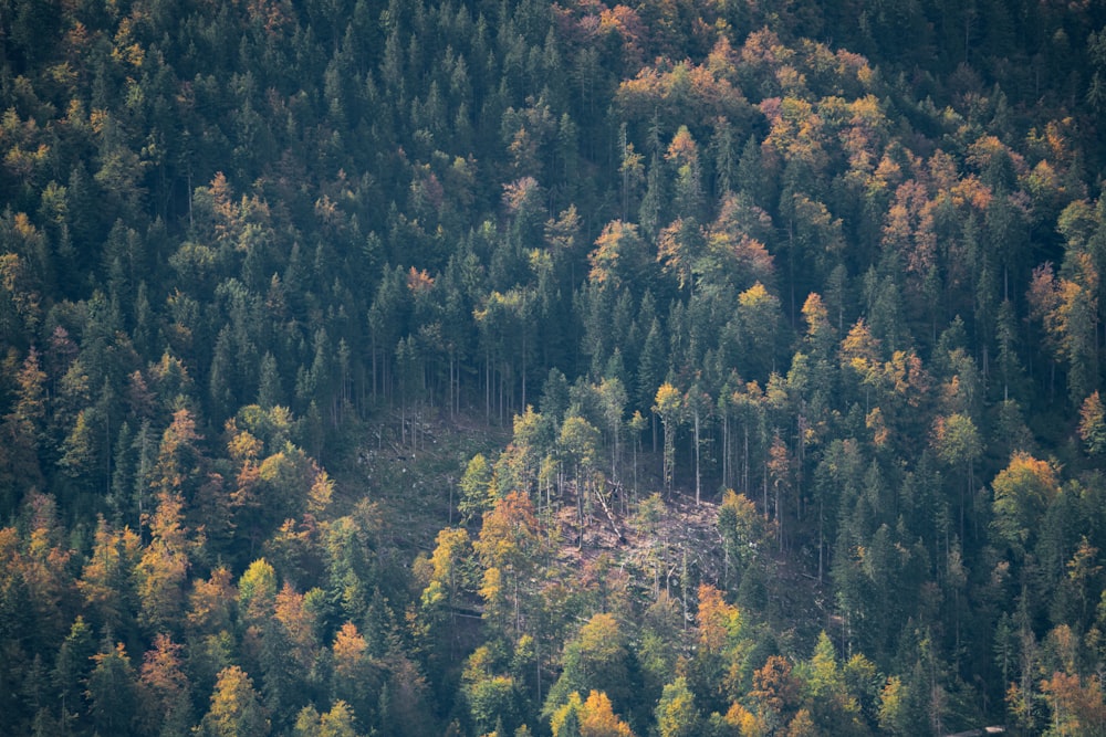 green and yellow trees during daytime