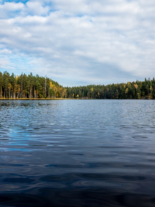green trees beside body of water during daytime in Nuuksio Finland