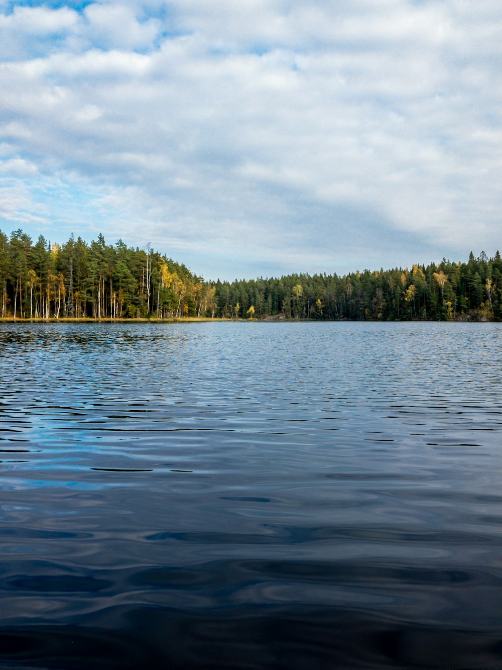 green trees beside body of water during daytime