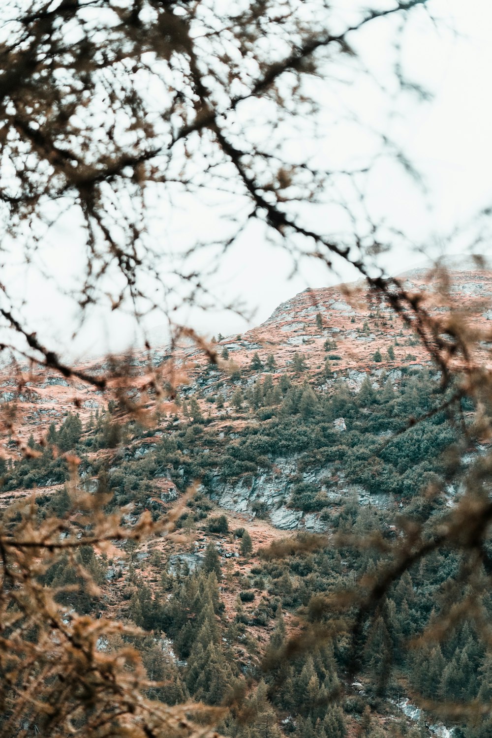 brown tree branches on brown mountain during daytime