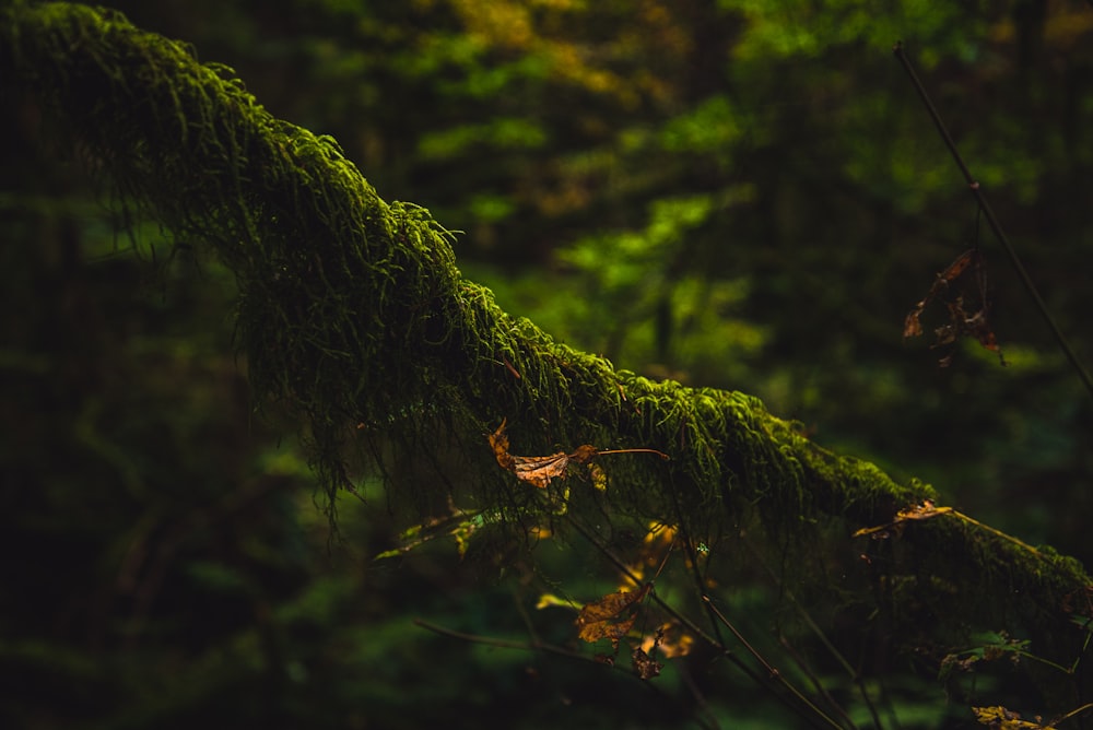 green moss on brown tree branch