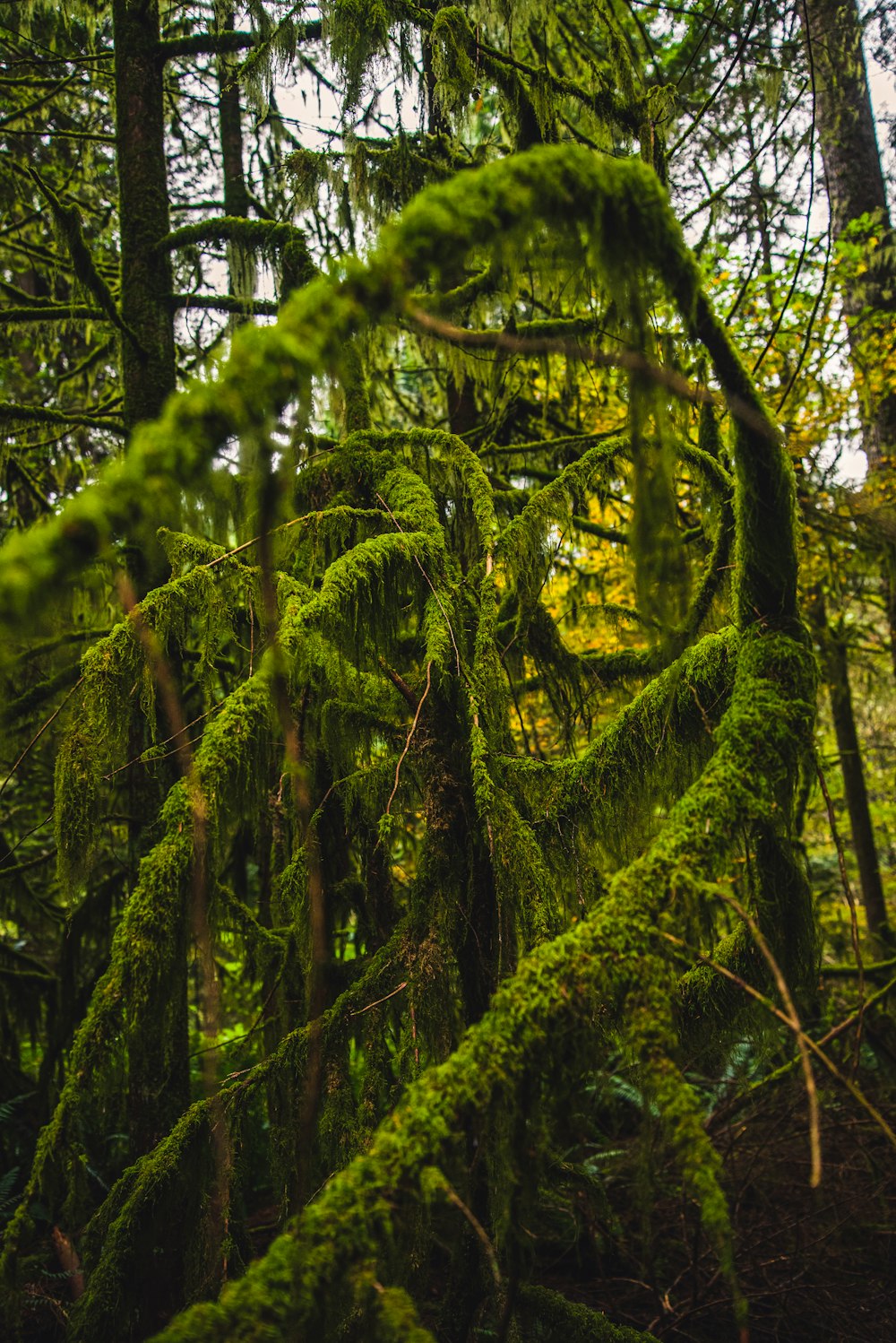 green moss on tree during daytime