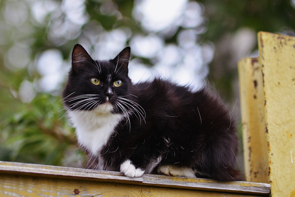 black and white cat on brown wooden table