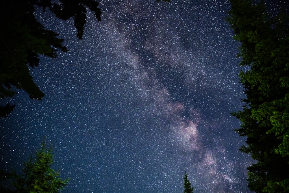 green trees under blue sky during night time