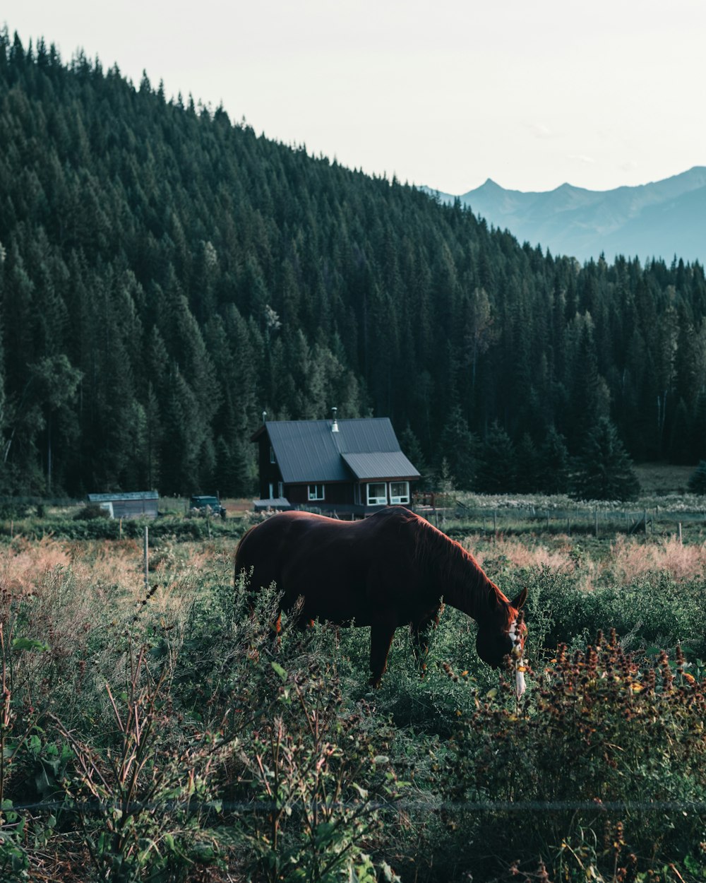 brown horse eating grass during daytime