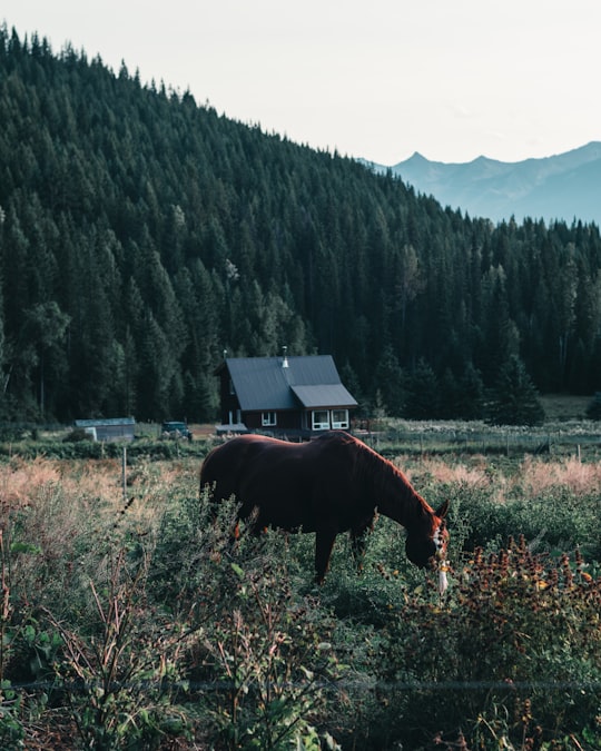 brown horse eating grass during daytime in Golden Canada