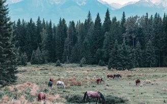 A peaceful scene of horses grazing in the rehabilitation pastures under a wide Texas sky at Lone Star Rescue Ranch.