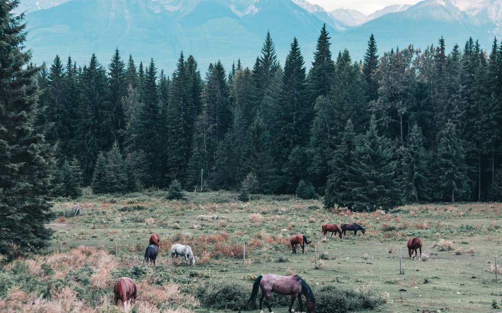 herd of horses on green grass field during daytime